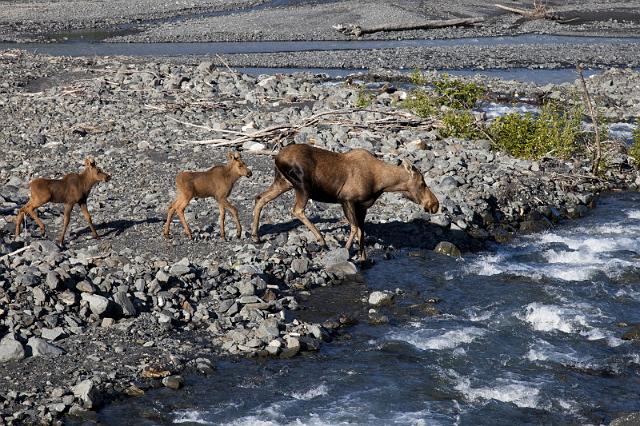 078 Seward, Elanden.jpg